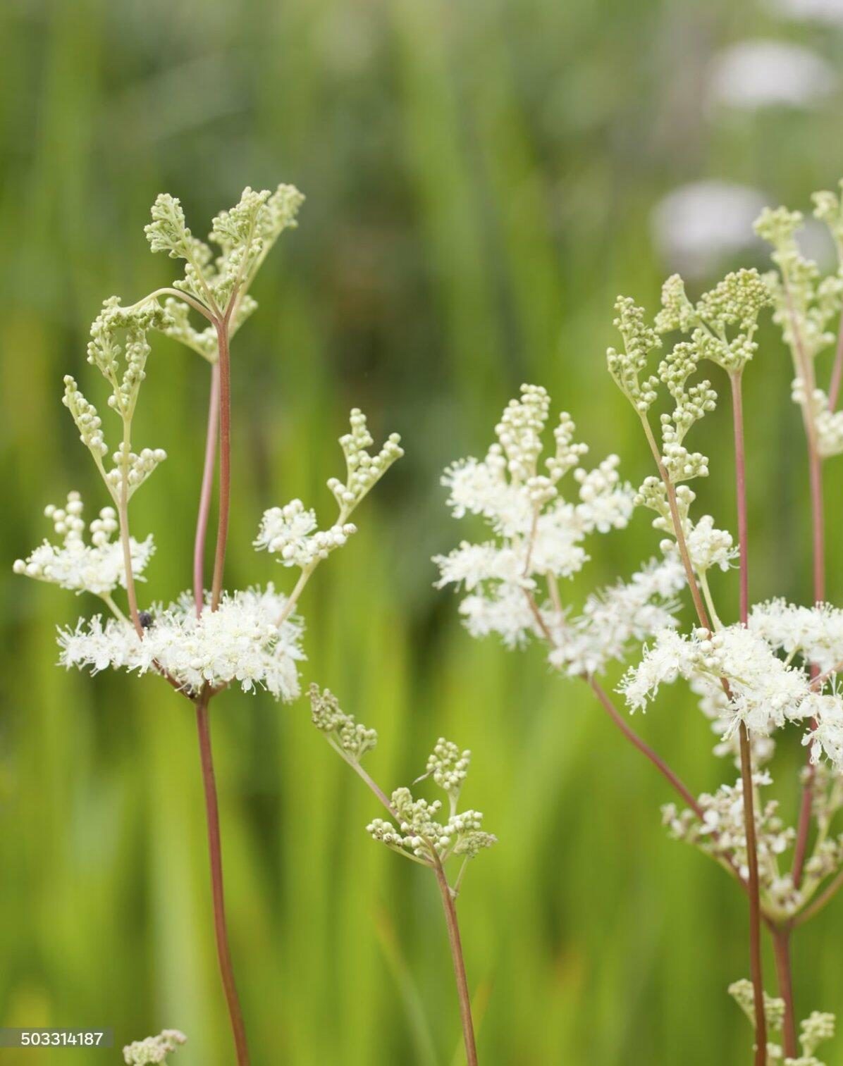 Reine Des Pr S Filipendula Ulmaria Naturellement Sant